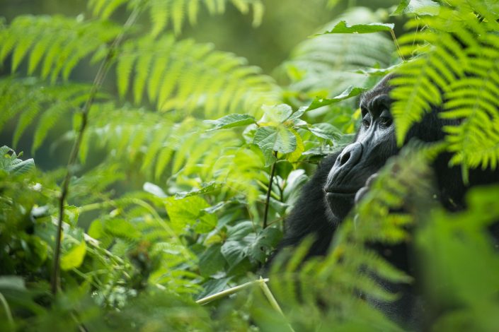 Portrait eines nachdenklichen Berggorilla, Bwindi Nationalpark, Uganda