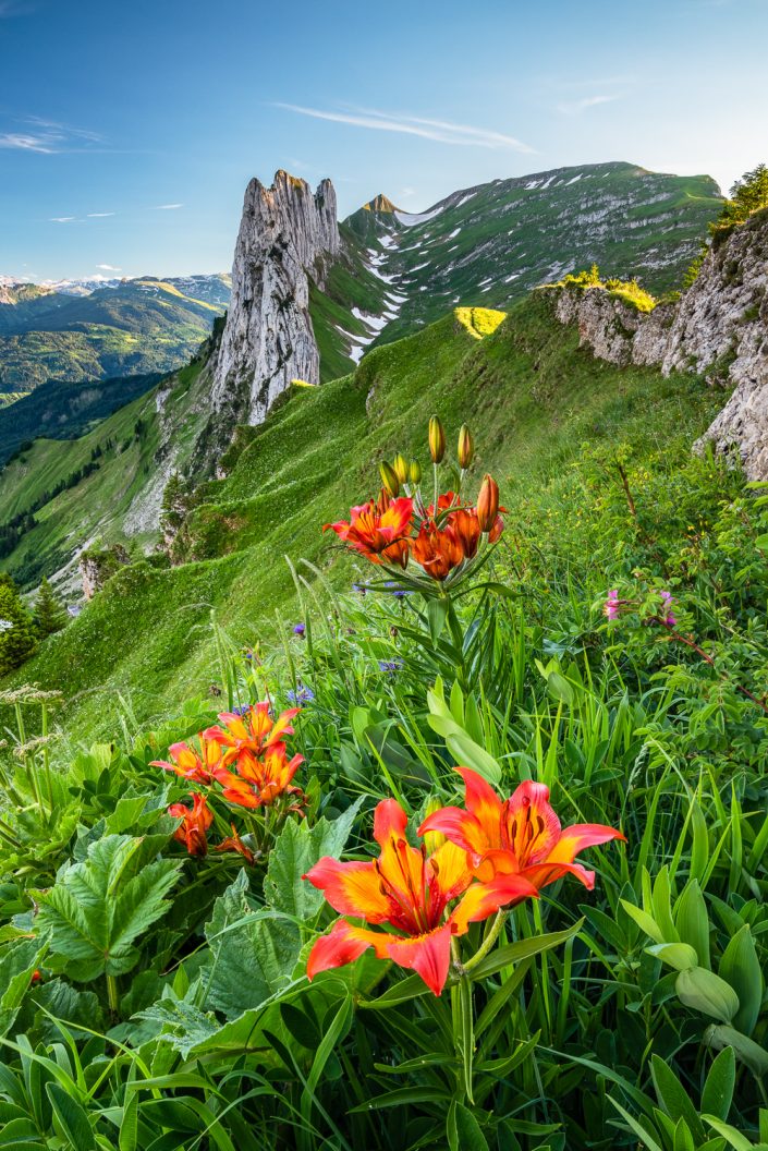 Feuerlilien vor der Saxerlücke, Alpstein, Schweiz