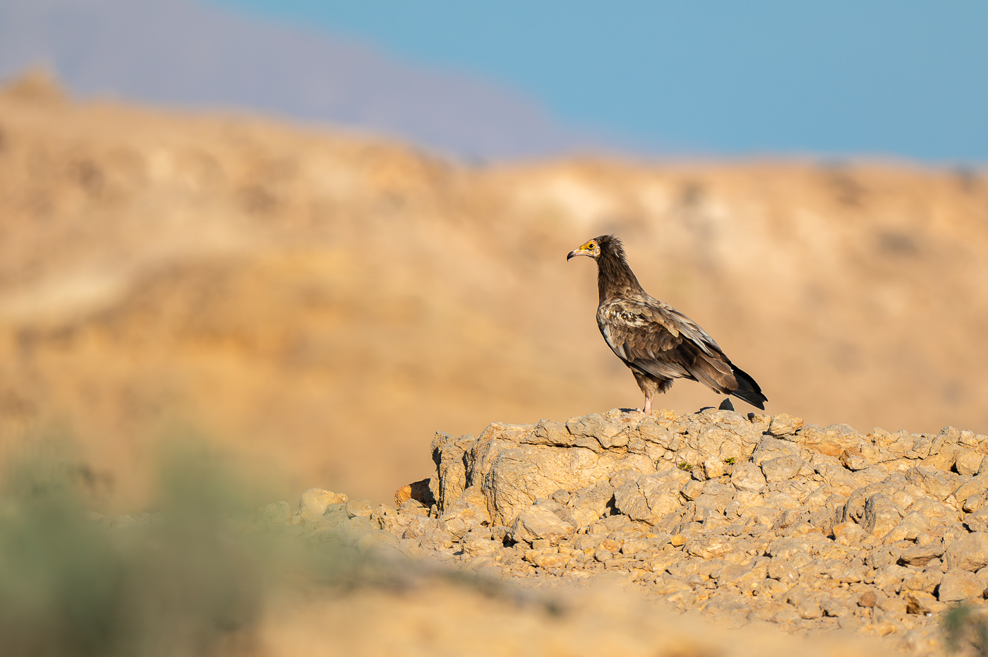 Schmutzgeier im Oman