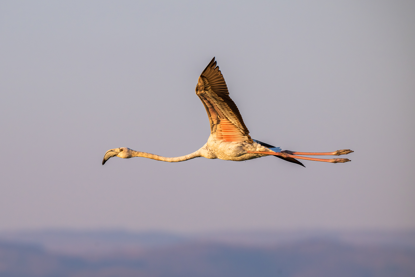 Flamingo im Flug in Salalah, Oman