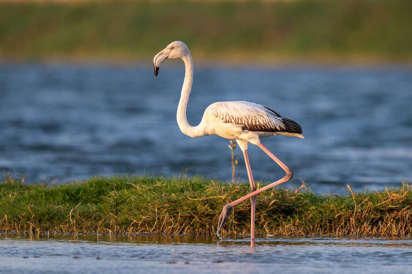 Flamingo in einer Lagune in Salalah, Oman