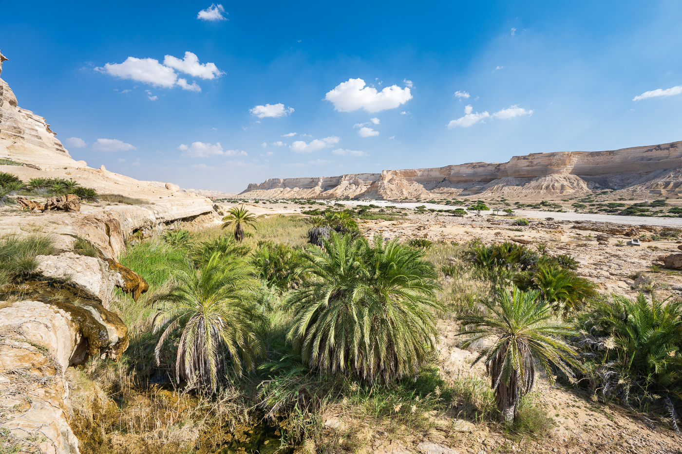 Palmen im Wadi Ash Shuwaymiyah