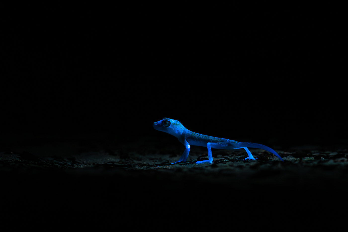 Gecko in der Wüste, Nachts mit UV Licht