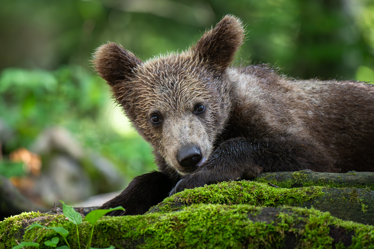 Junger Bär