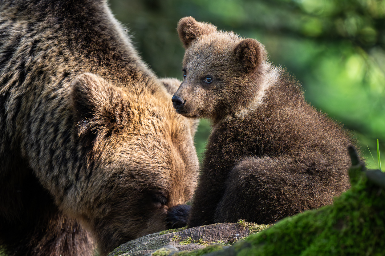 Babybär, Slowenien