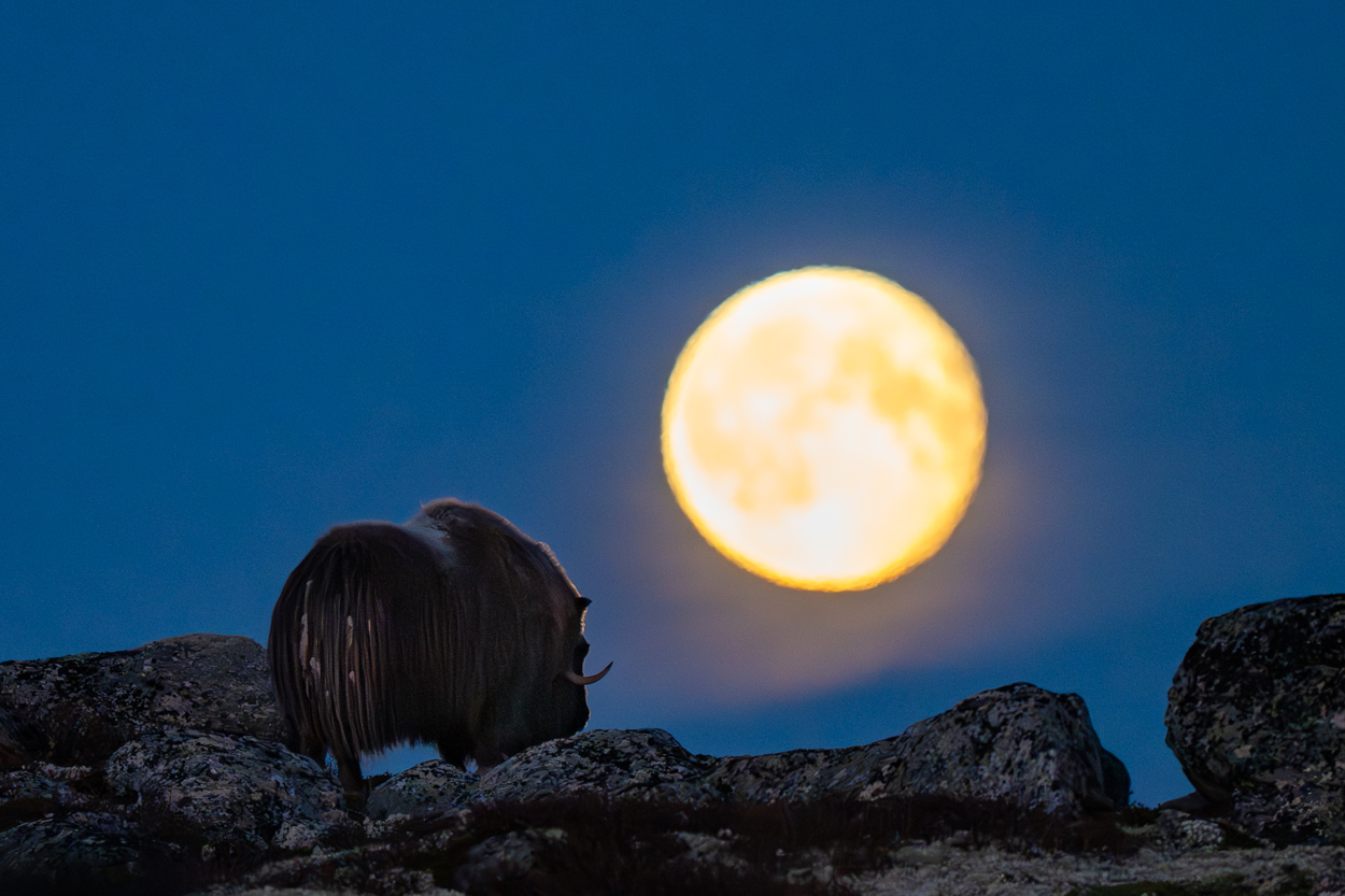 Moschusochse bei Vollmond