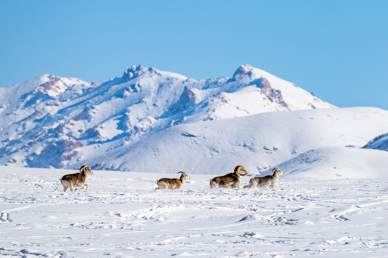 Marco Polo Schafe, Pamir, Tadschikistan