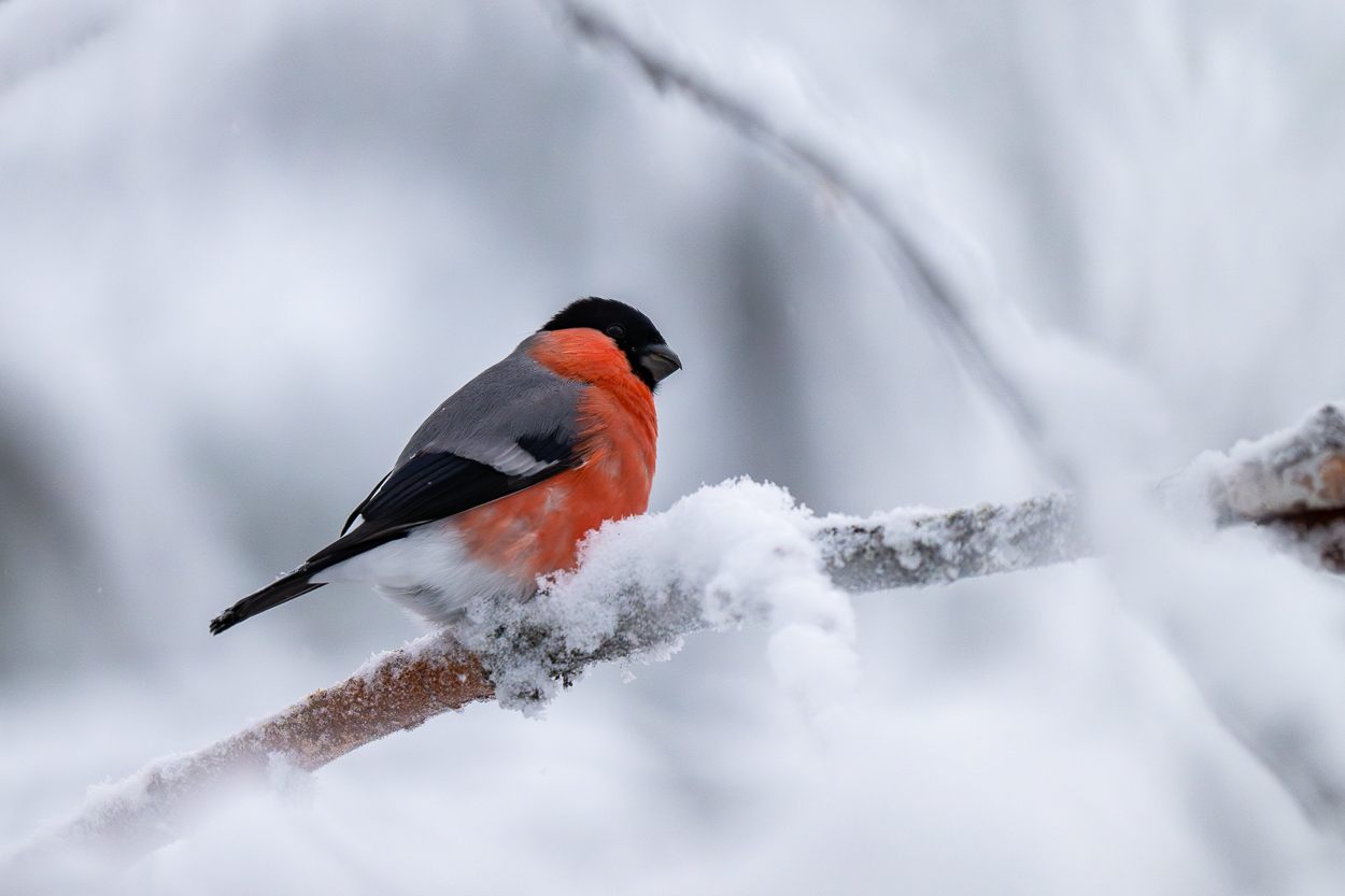 Gimpel im Schnee