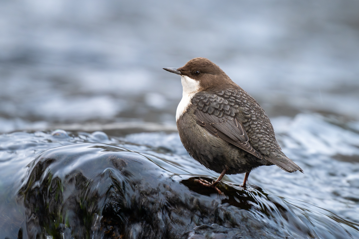 Wasseramsel am Fluss