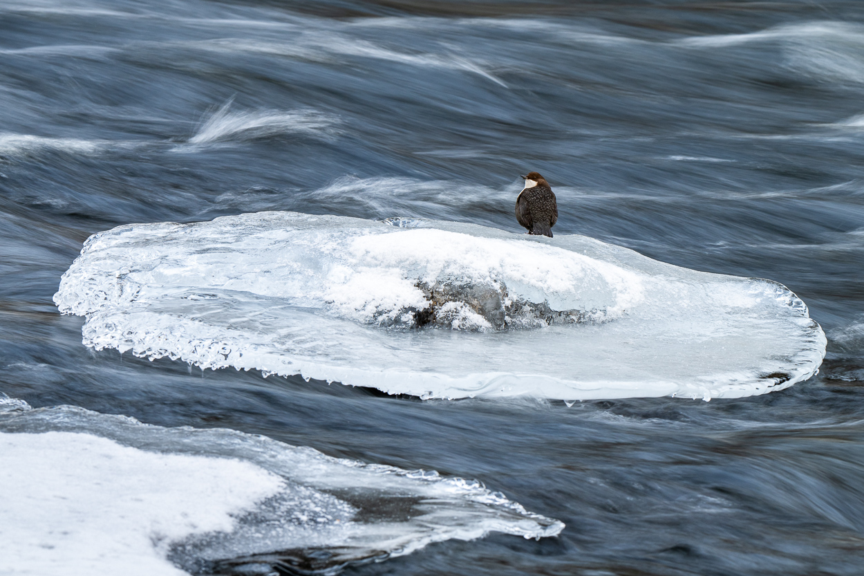 Wasseramsel am Eis