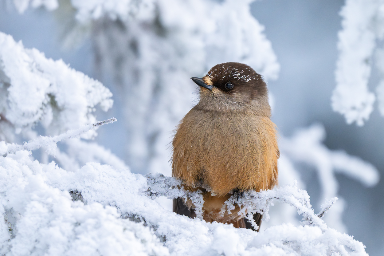 Unglückshäher in Winterlandschaft