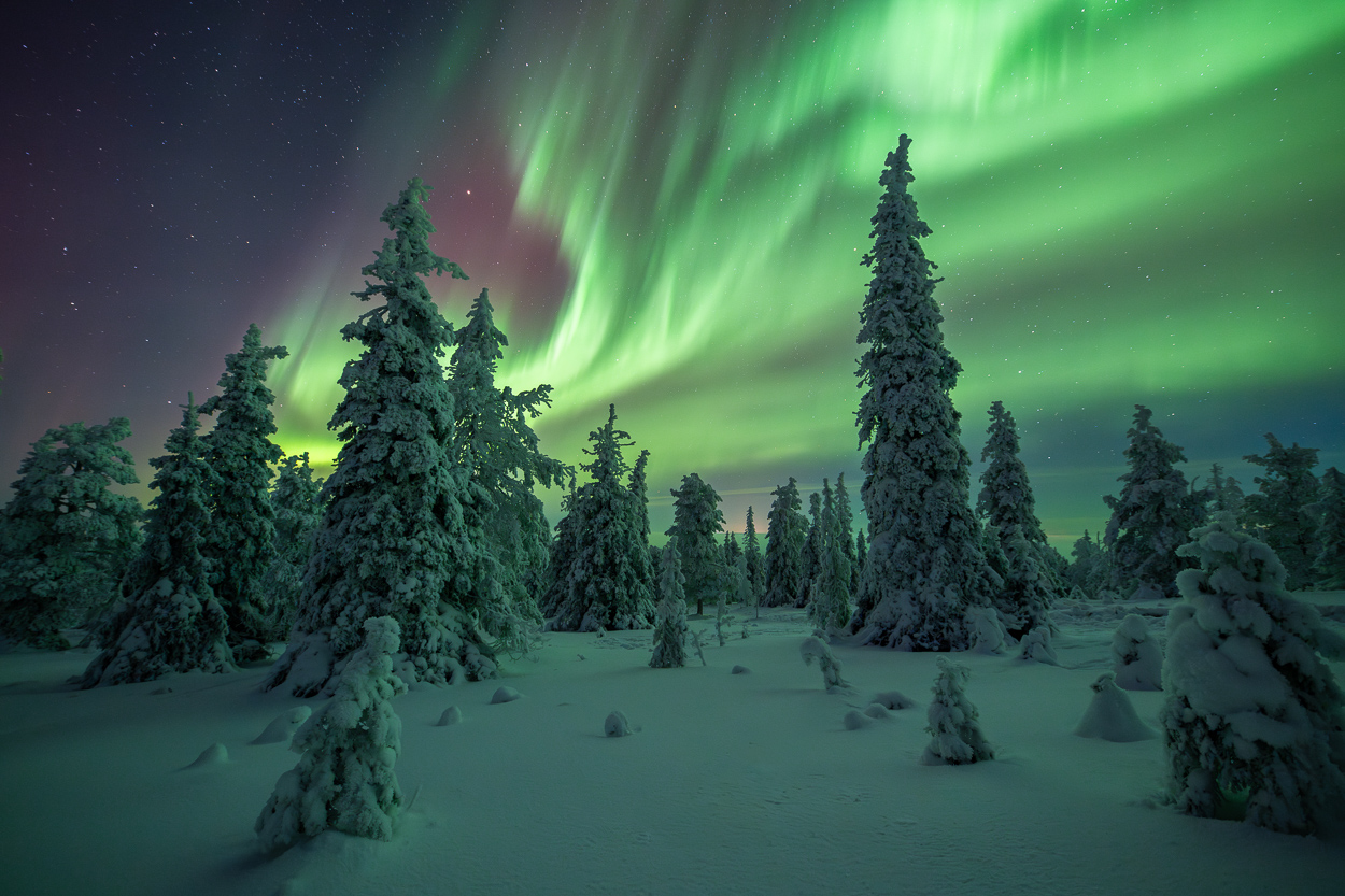 Nordlicht im Winter Wonderland, Riisitunturi Nationalpark 