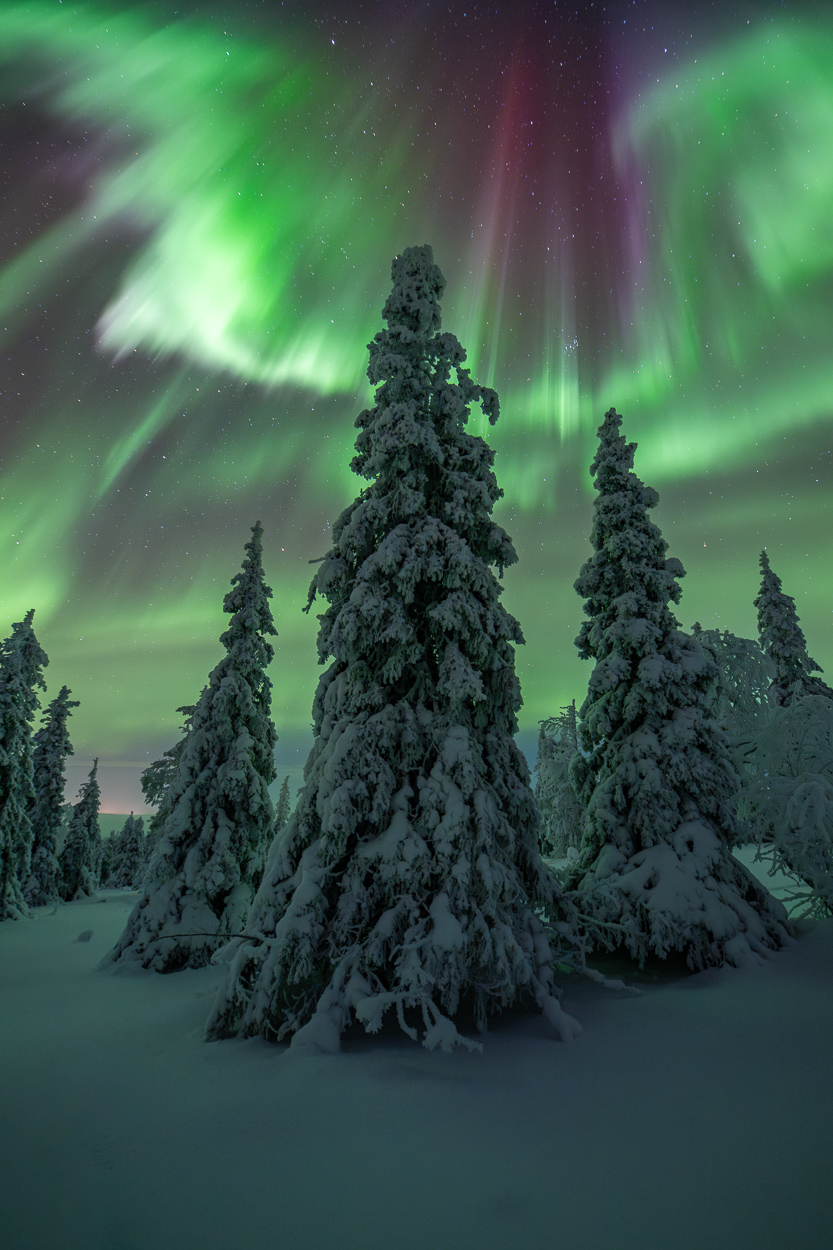 Nordlicht über den Bäumen Lapplands