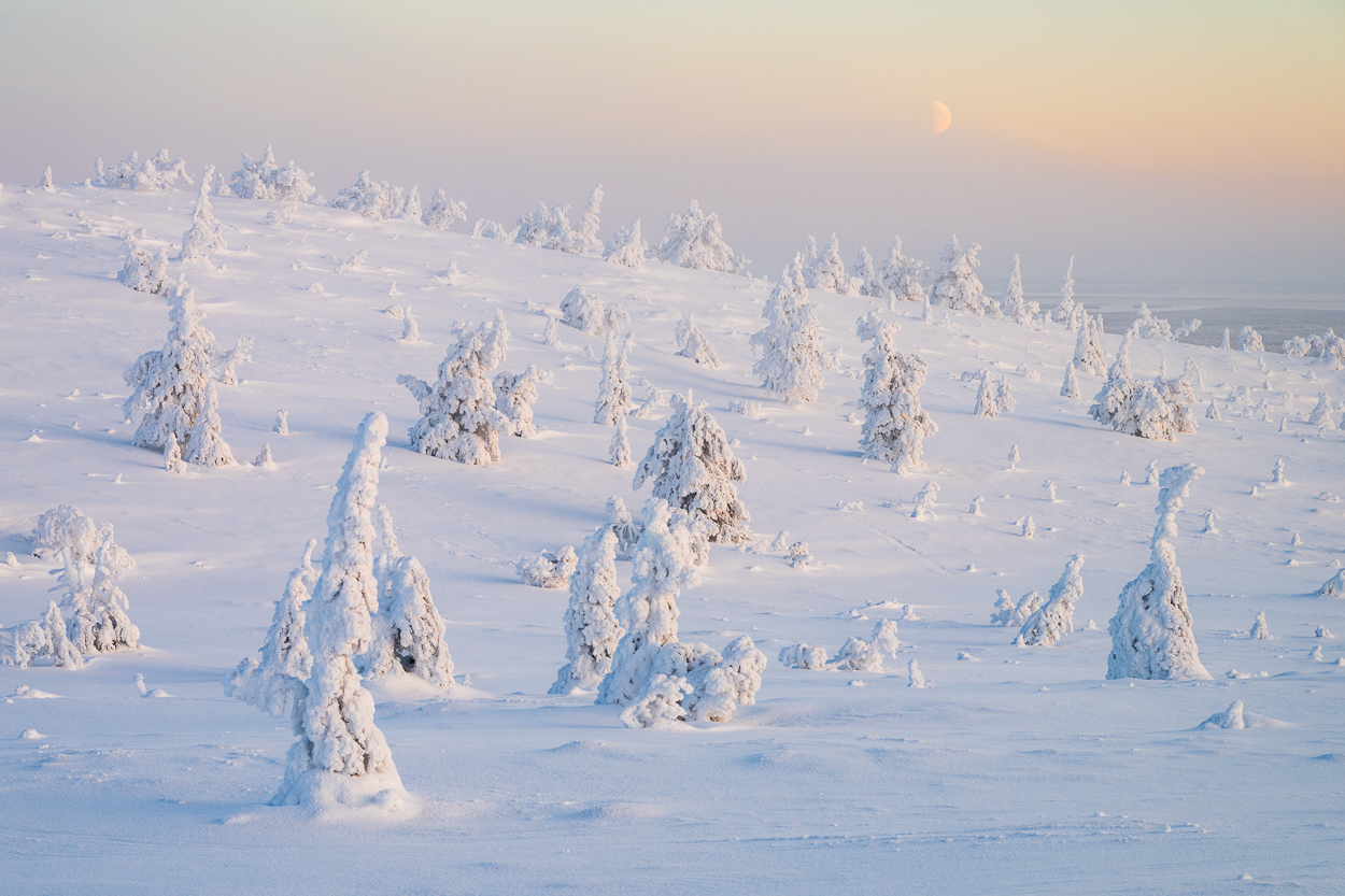 Verschneite Landschaft im Riisitunturi Nationalpark